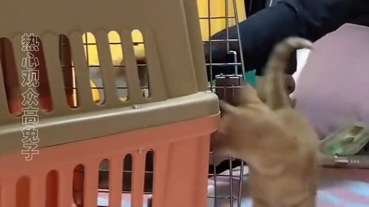 Dalam dunia kucing, ada “Pan Hong”-nya sendiri!