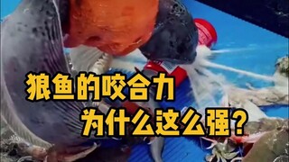 Mengapa gigitan ikan serigala begitu kuat? #Sains #BukaResleting #IkanSerigala #BinatangFantastis #T