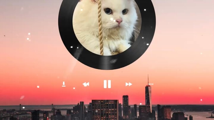 Cutie cat