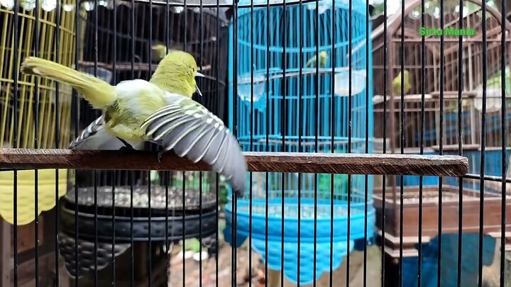 sirtu jantan gacor narung \ melihat lawan