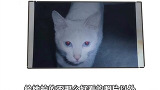 My kitten diary