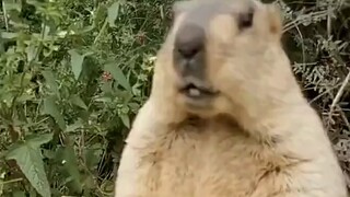 “Who says animals can predict earthquakes?”