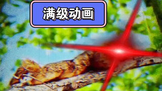 满级动画