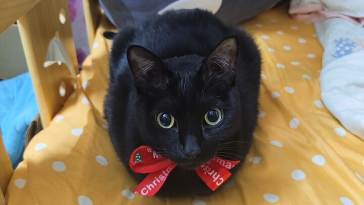 Meow Rules, Swift Meow: Yiji Surrounded by Christmas and New Year Tunes