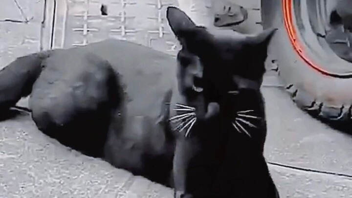 Da Hei’s in the middle of an intimate moment when suddenly his wife shows up~