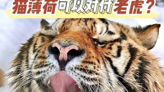 猫薄荷可以对付老虎？