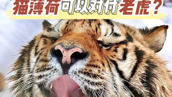 แคทนิปสามารถจัดการกับเสือได้หรือ?