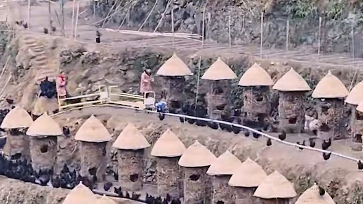 ฟาร์มไก่ที่คุณไม่เคยเห็นมาก่อน!