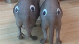 Saya membeli dua gajah untuk dipelihara~