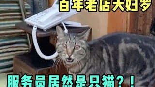 Pelayan tempura di restoran berusia seabad ini sebenarnya adalah seekor kucing.
