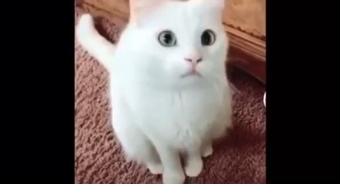 Oh cat 🐱