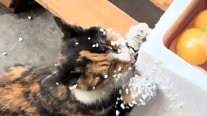 Tiang garukan kucing ini benar‑benar sesuai dengan keinginannya