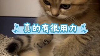 You can tell she's really putting in the effort! A little kitten straining hard to poop.