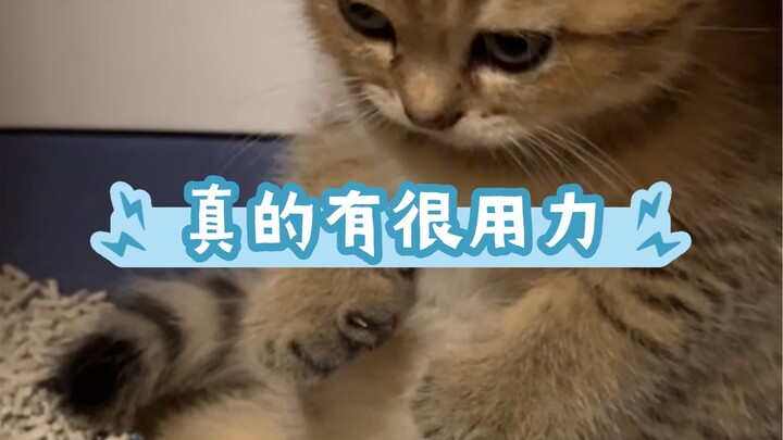 يبدو أنها تبذل جهدًا كبيرًا حقًا! هيا يا قط الصغير، ادفع بقوة لتخرج البراز!