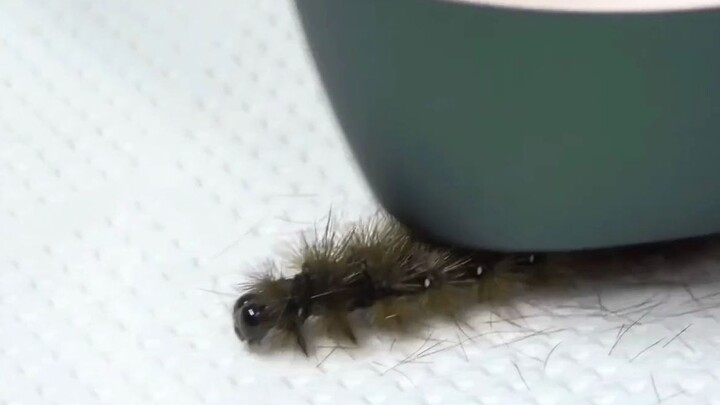 [Hewan]Mencukur Bulu Milik Ulat Bulu Dengan Alat Pencukur Bulu