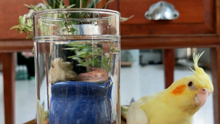 [csgo] Con dao gấp Niuzi trong game csgo tự chế, bạn đã từng sử dụng con dao này chưa? máy cắt csgo-