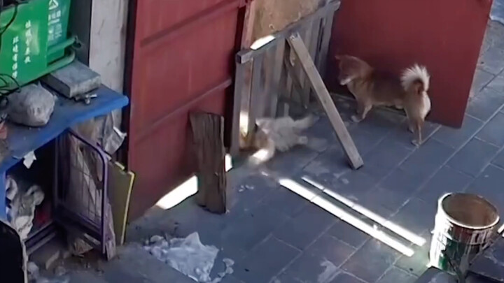 Mèo không muốn chơi với chó là có lý do…