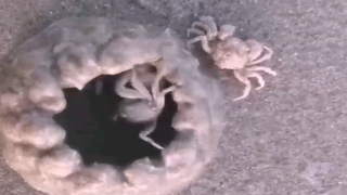 Video kepiting mengubur diri di pasir