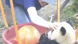 Very Cute Panda with Bouncy Head