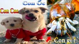 Thú Cưng TV | Dương KC Pets | Bông Bé Bỏng Ham Ăn #31 | chó vui nhộn | funny cute smart dog pets