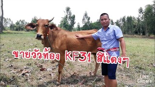 ขายวัวท้อง KF31ราคาดี ๆ สีแดงๆ