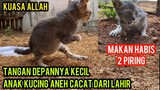 Masya Allah Anak Kucing Mirip Tirex Di Temukan Di Jalanan..!