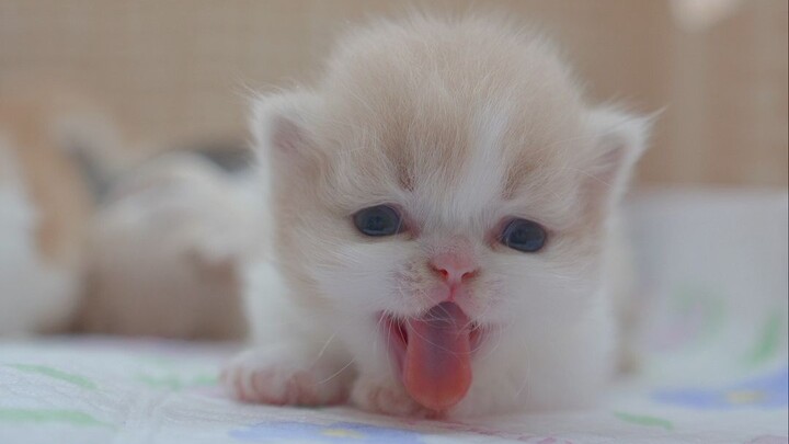 Ada lagi anak kucing lucu yang menggemaskan!