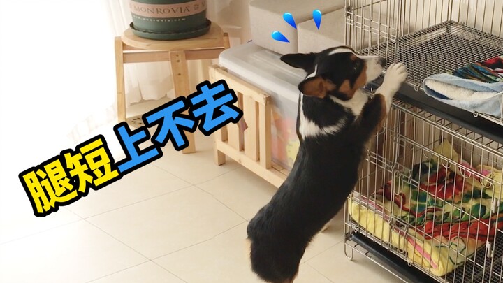 เจ้าของที่ทำแบบนี้ก็เหมือนจะแกล้งคอร์กี้ที่ขายาวสั้นชัดๆ【ดูบีขาสั้นตัวน้อย】