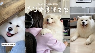 养了萨摩耶之后，你不得不放弃的事情...