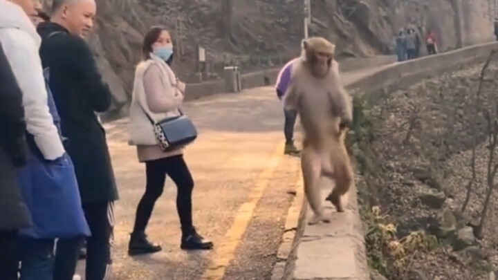 Qianlingshan’s internet-famous monkeys, Duan Duan and Laifu, travel 14 kilometers round trip every d