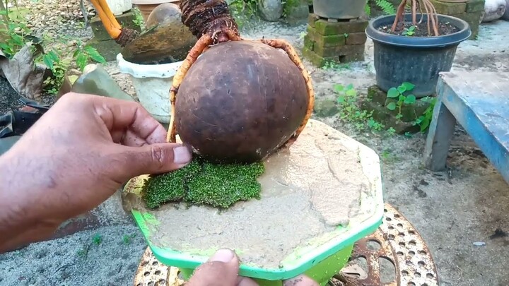 Merubah, Memperindah Tampilan Bonsai Kelapa