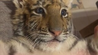 【大猫】趁它还小，多玩玩！