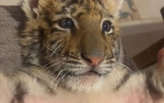 【大猫】趁它还小，多玩玩！