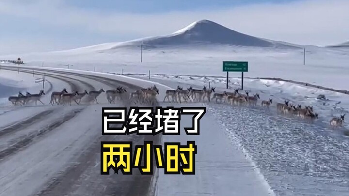 Those animals that unexpectedly encounter humans!