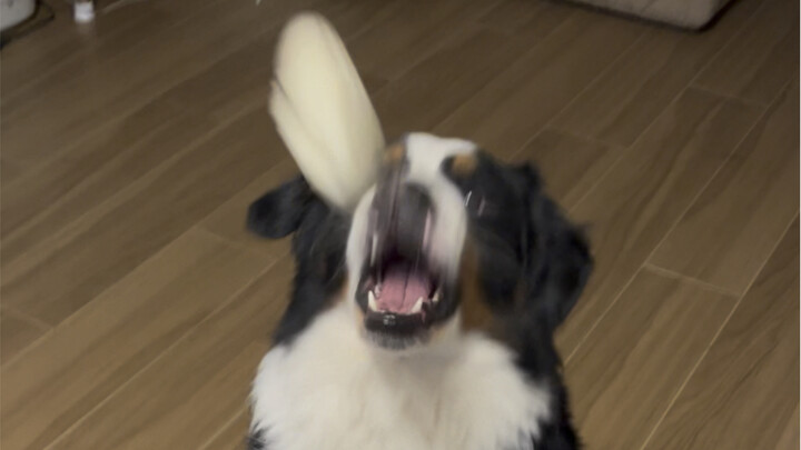Meat buns at a dog, hahaha