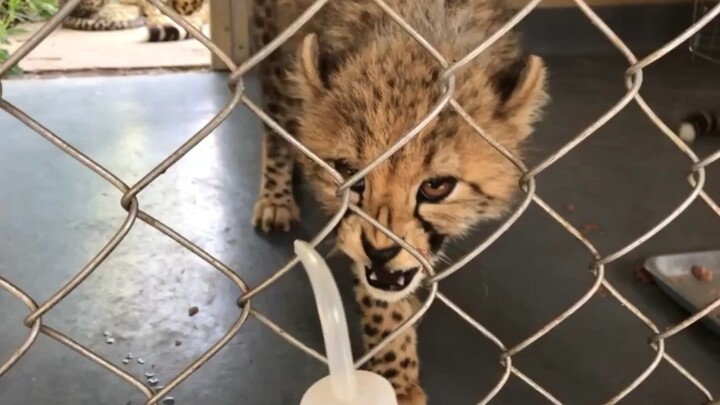 How to Gain the Little Cheetah’s Trust?