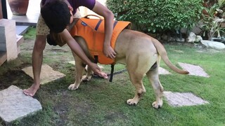 Dog swimming lesson.. Good for health, body and muscles..