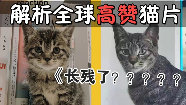 Giải mã những video mèo được yêu thích nhất thế giới: Kỳ này nhất định phải xem hết! Những trường hợ