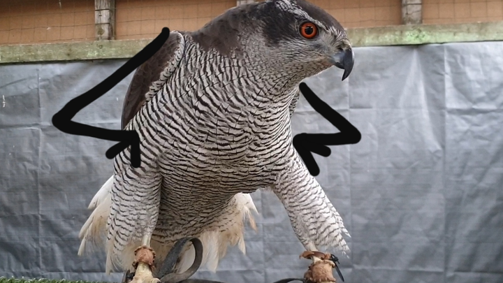 A Jay Imitating the Cry of the Goshawk