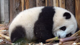【Panda He Hua】He Hua Smelled Bamboo Shoots and Wake up