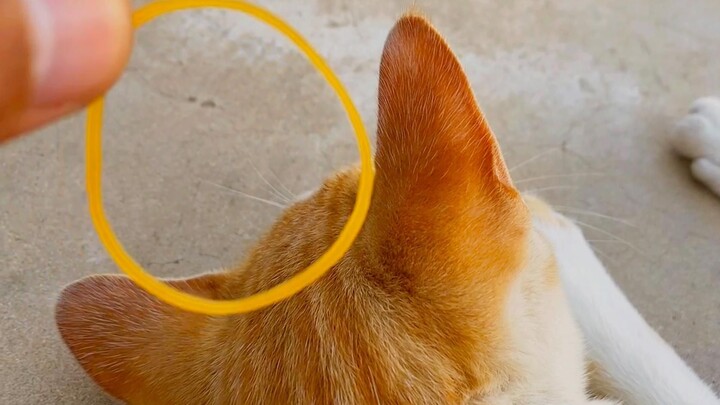 Ring cat ears: bounce off in 1 second, no hesitation, just a useless cat!