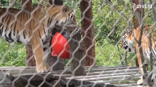 "Tamparan yang bikin pusing😵"Kisah Famous Tiger Family In Korea Cat Tiger (Lagu baru😙🎶)