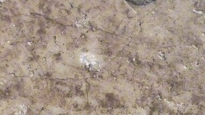 ศัตรูตัวฉกาจของบิงซูสกปรก! แม่ไม่ต้องเป็นห่วงว่าฉันจะติดฟันอีกต่อไปแล้ว!