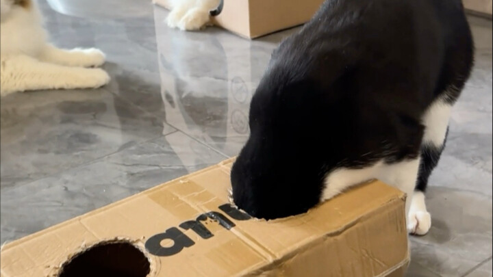 Siêu siêu bất ngờ bị xì hơi dính hai lần!