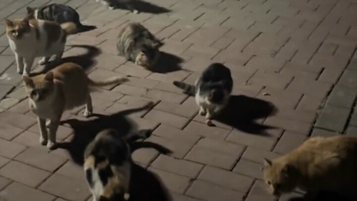 Tiếng gọi này, triệu hồi bé mèo!