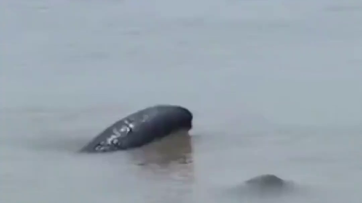 Moratorium penangkapan ikan selama sepuluh tahun di Sungai Yangtze telah meningkatkan populasi lumba