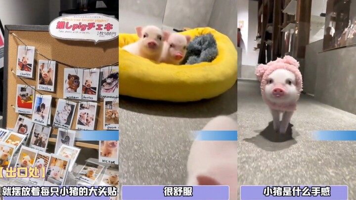 บล็อกเกอร์แชร์ประสบการณ์ดื่มด่ำกับการเล่นกับลูกหมูตัวเล็กน่ารัก น่าเอ็นดูสุดๆ! แถมแต่ละตัวยังมีชื่อด