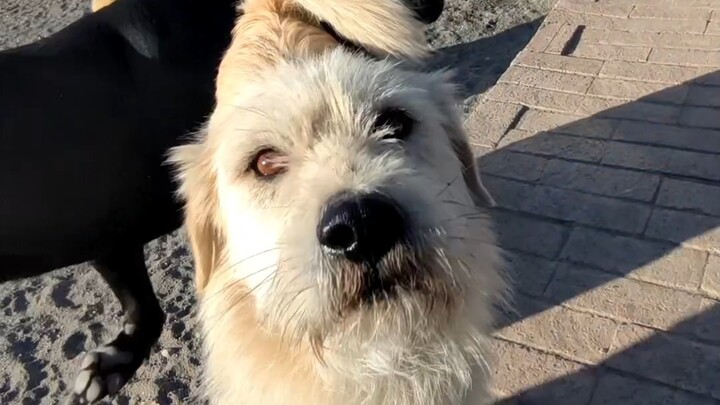 Maozi, everyone’s been looking for you…