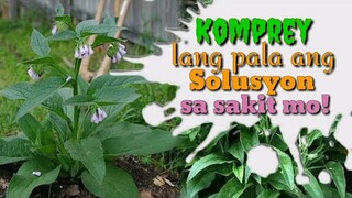 KAMANGHA-MANGHA PALA ANG HALAMANG GAMOT NA ITO DAHIL SA MGA SAKIT NA KAYA NITONG LUNASAN | Tenrou21