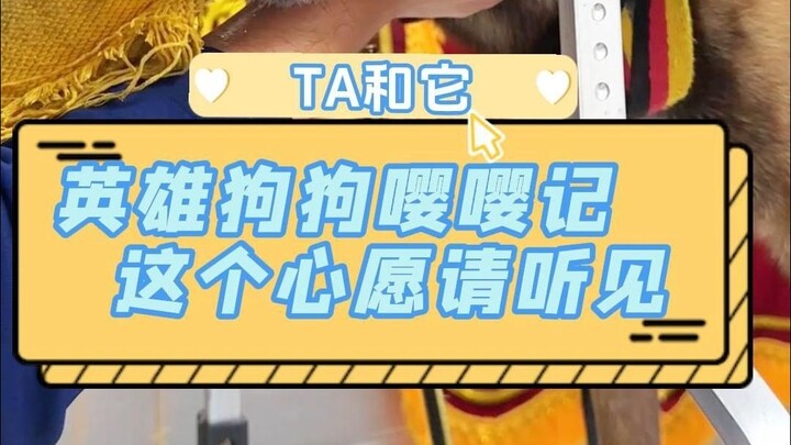 Hóa ra những chú chó lớn cũng là những “yêu tinh nhõng nhẽo” thích làm nũng cơ mà! Chú chó lúc nào c